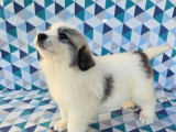 Chiots Montagne des Pyrénées (Patou) LOF à vendre