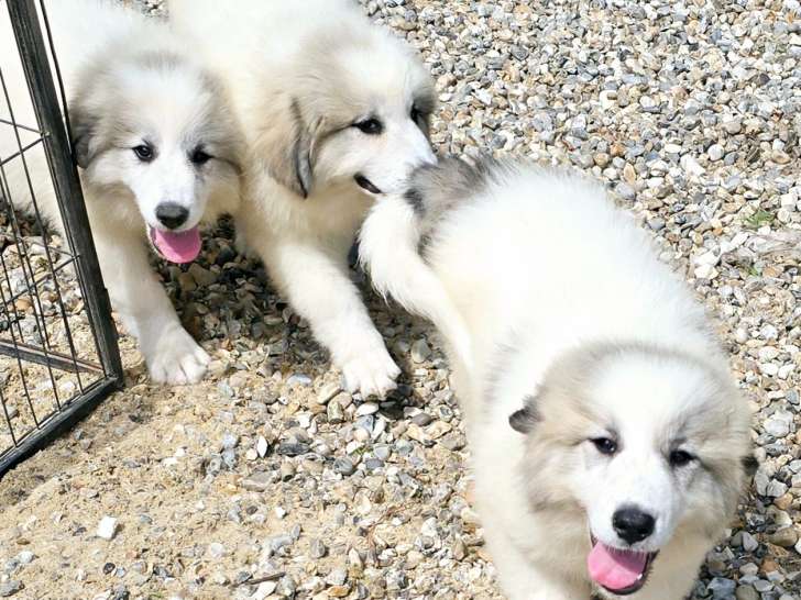 Chiots Montagne des Pyrénées (Patou) LOF à vendre