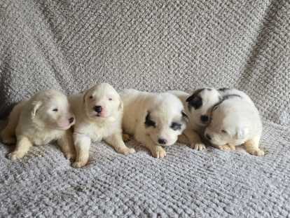 Chiots Montagne des Pyrénées (Patou)