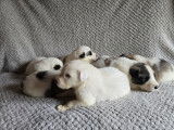 Chiots Montagne des Pyrénées (Patou)