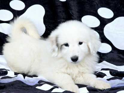 Chiots Montagne des Pyrénées (Patou)