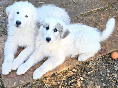 Chiots Montagne des Pyr&eacute;n&eacute;es (Patou)