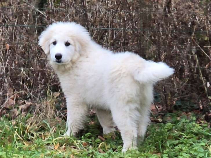 Chiots Montagne des Pyrénées (Patou)