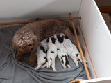 Chiots Lagotto Romagnolo LOF à vendre
