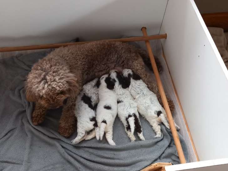 Chiots Lagotto Romagnolo LOF à vendre