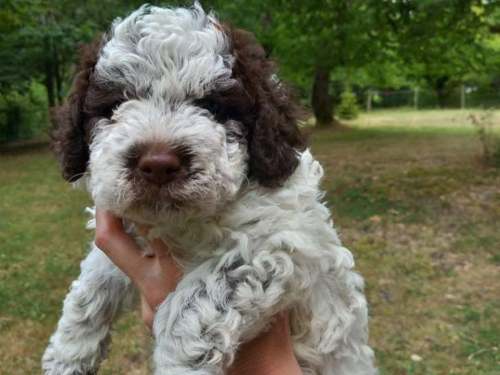 Chiots Lagotto Romagnolo LOF à vendre