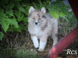 Chiots Pomsky à vendre