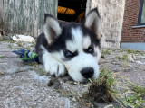 Chiots Husky Sibérien à vendre