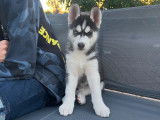 Chiots Husky Sibérien à vendre