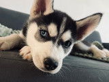Chiots Husky Sibérien à vendre