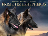 Chiots Berger Belge Tervueren à naître