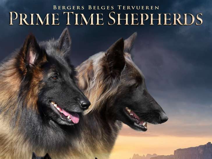 Chiots Berger Belge Tervueren à naître