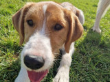 Femelle Jack Russel à vendre