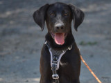 Chiot croisé Labrador à adopter