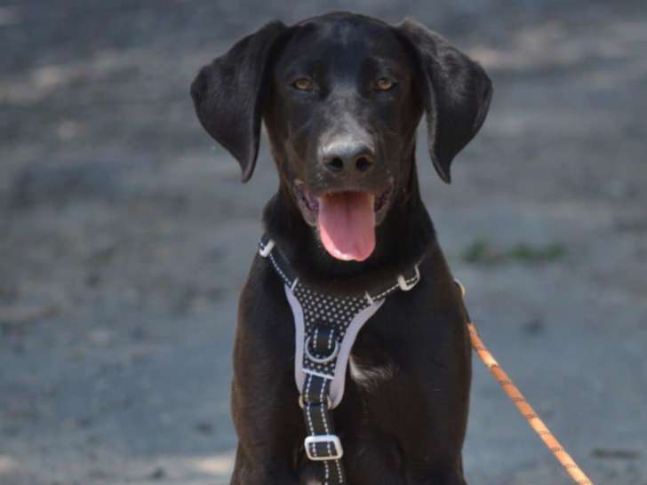 Chiot croisé Labrador à adopter