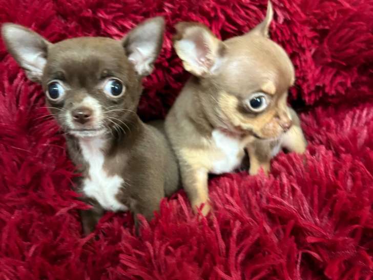 Magnifiques chiots Chihuahua à vendre