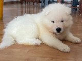 Chiot Samoyède mâle LOF à vendre