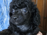 Chiots Caniche Toy noirs à vendre