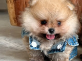 Chiot Spitz Nain Poméranien LOF à vendre
