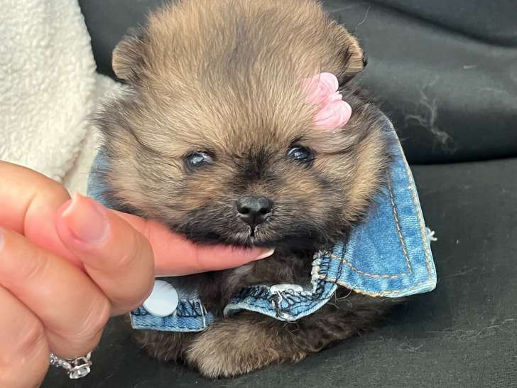 Chiot Spitz Nain Poméranien à vendre