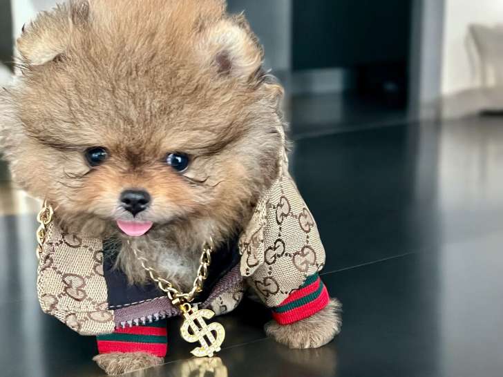 Chiot Spitz Nain Poméranien à vendre