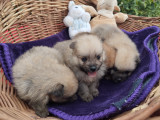 Chiots Spitz Allemand LOF à vendre