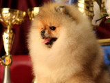 Etalon Spitz Nain Pomeranien de lignée prestigieuse disponible pour saillie