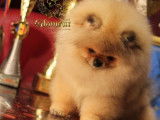 Etalon Spitz Nain Pomeranien de lignée prestigieuse disponible pour saillie