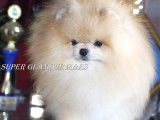 Etalon Spitz Nain Pomeranien de lignée prestigieuse disponible pour saillie