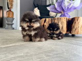 Etalon Spitz Nain Pomeranien de lignée prestigieuse disponible pour saillie
