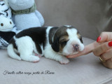 Chiots Beagle LOF à vendre