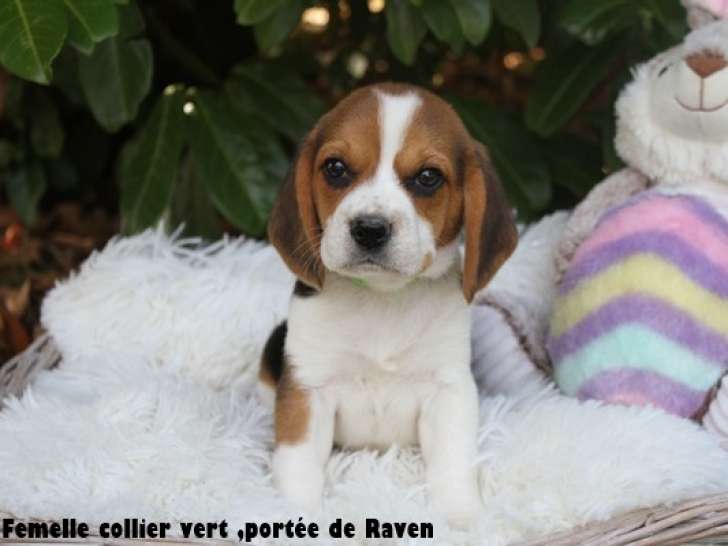 Chiots Beagle LOF à vendre