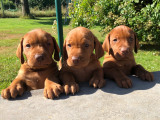 Chiots de race Vizsla à Poil Court à vendre (3 femelles & 3 mâles)