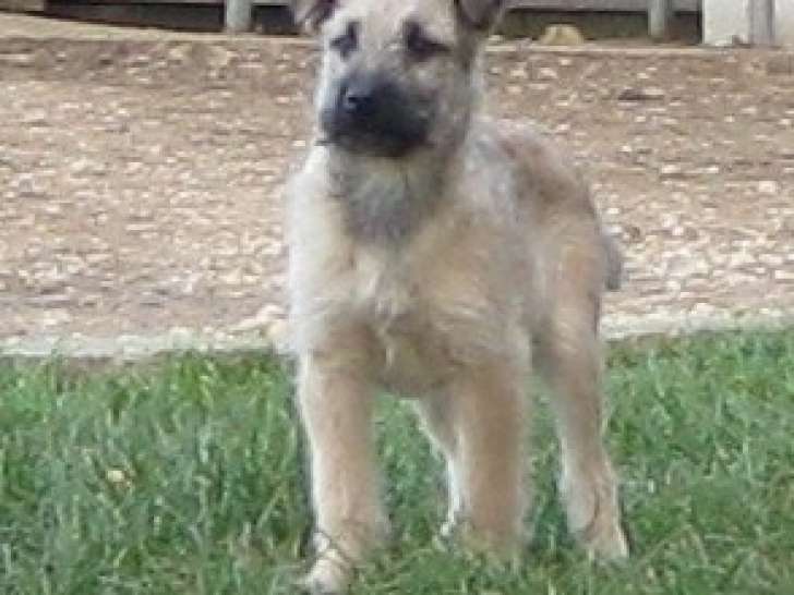 Chiots Bouvier des Ardennes à vendre