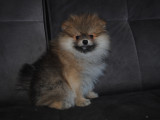 Chiot de type Loulou de Poméranie à vendre