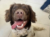 Haru, jeune Springer Anglais à adopter