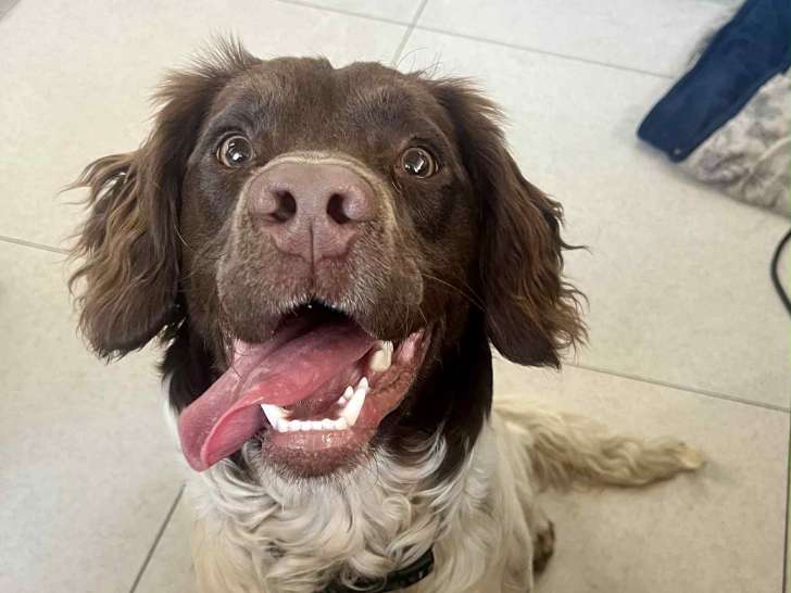 Haru, jeune Springer Anglais à adopter