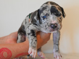 8 chiots American Bully XXL disponibles