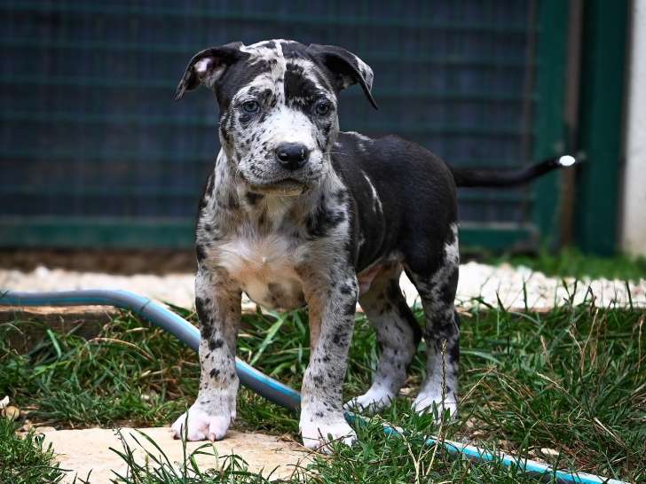 6 chiots American Bully XXL disponibles