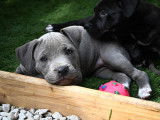 4 chiots American Bully XXL disponibles