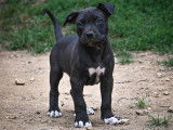 Chiot American Bully XXL disponibles