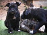 4 chiots American Bully XXL disponibles