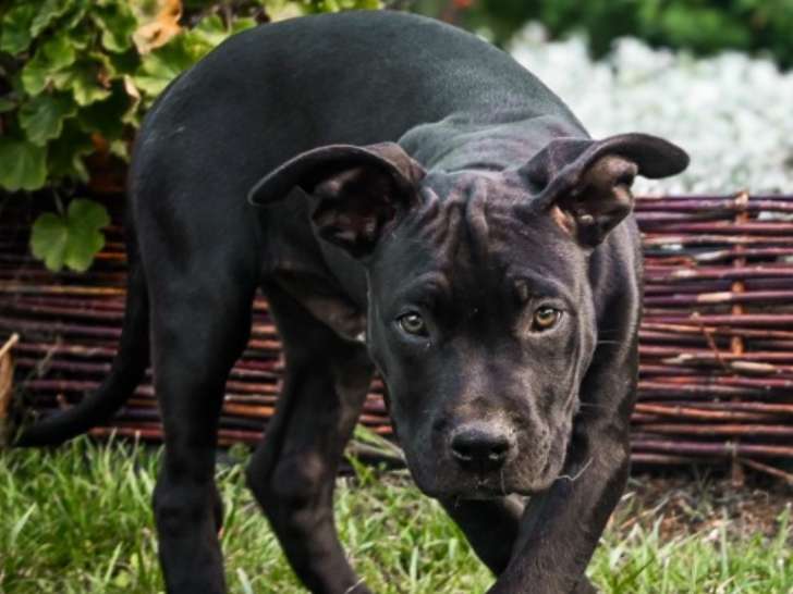 Chiots American Bully XXL disponibles