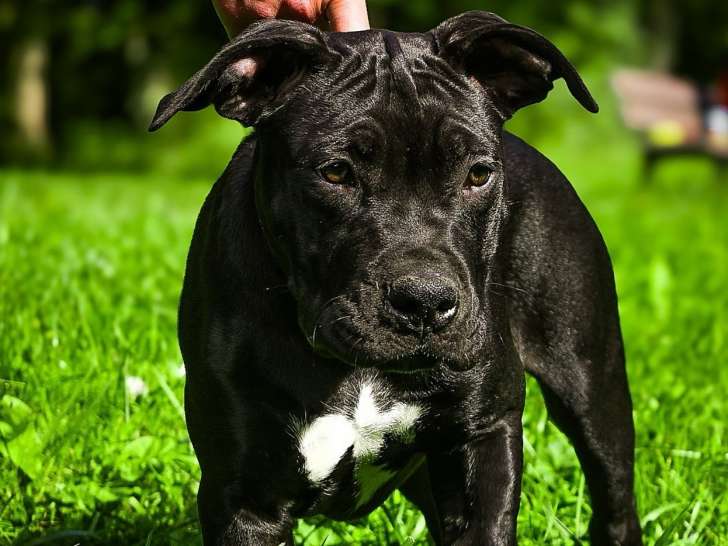 Chiot American Bully XXL disponibles