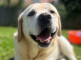 Mâle Labrador sable LOF disponible pour saillie