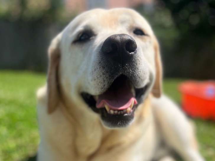 Mâle Labrador sable LOF disponible pour saillie