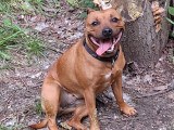 Recherche mâle Staffie pour saillie