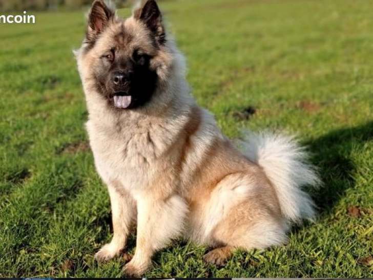 Chiots Eurasier LOF à vendre