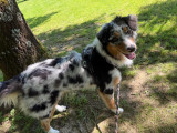 Femelle de type Berger Australien disponible pour saillie