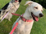 À adopter : chienne de 4 ans
